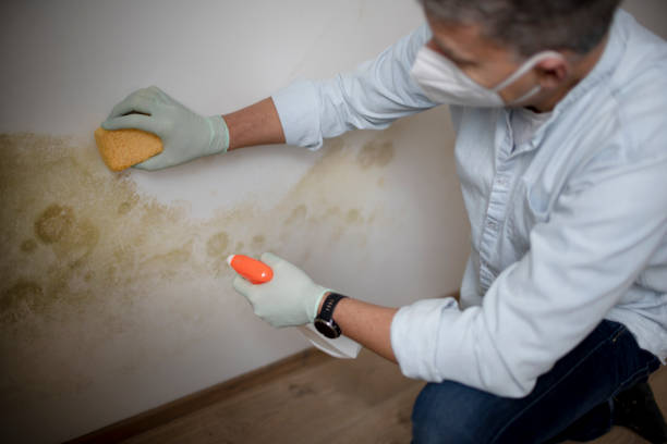 Attic Mold Removal in Rockingham, NC