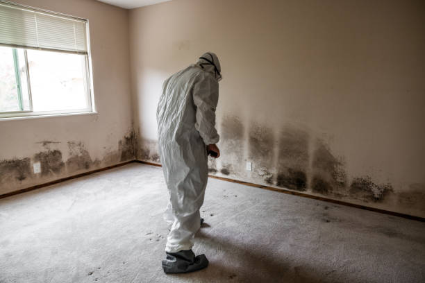 Trusted Rockingham, NC Mold Removal Experts